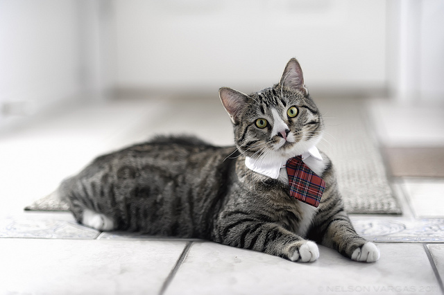 quite happy cat with new outfit