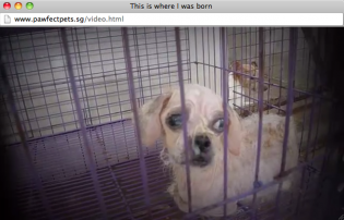 PawfectPets Video Cruel