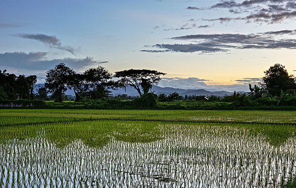 rice field thailand