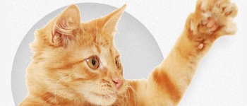 I can haz Petcube? Haxlr8r-incubated project exceeds $100,000 Kickstarter goal I can haz Petcube? Haxlr8r-incubated project exceeds $100,000 Kickstarter goal