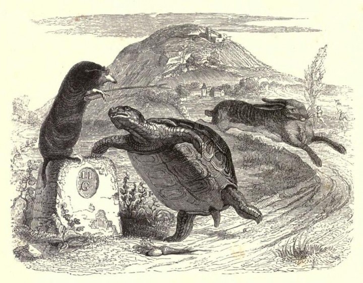 tortoise-hair-tiki-lazada