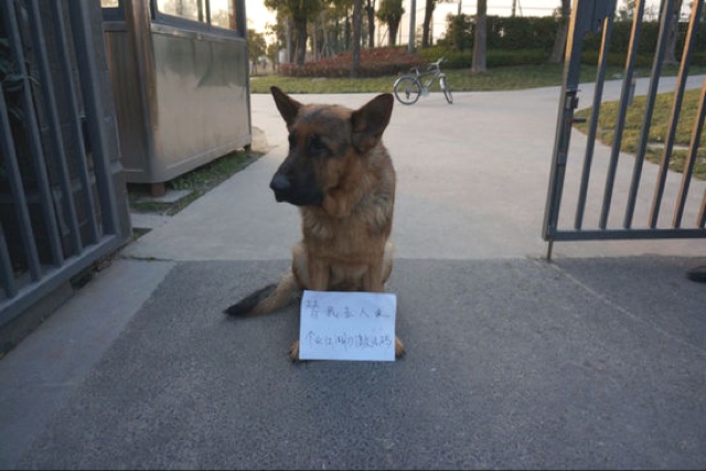 dog-2