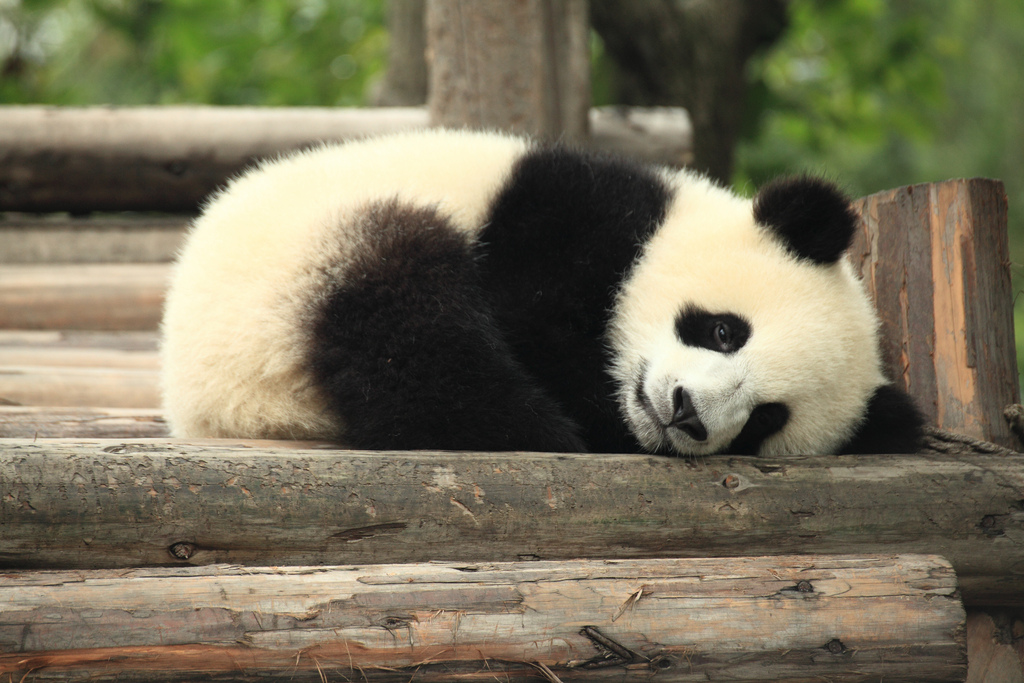 Panda China