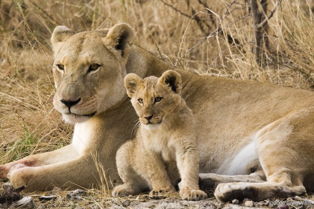 Lioness and cub