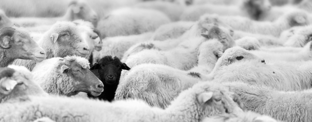 black_sheep
