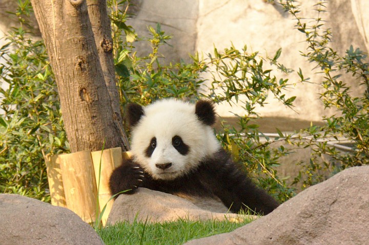 chengdu panda
