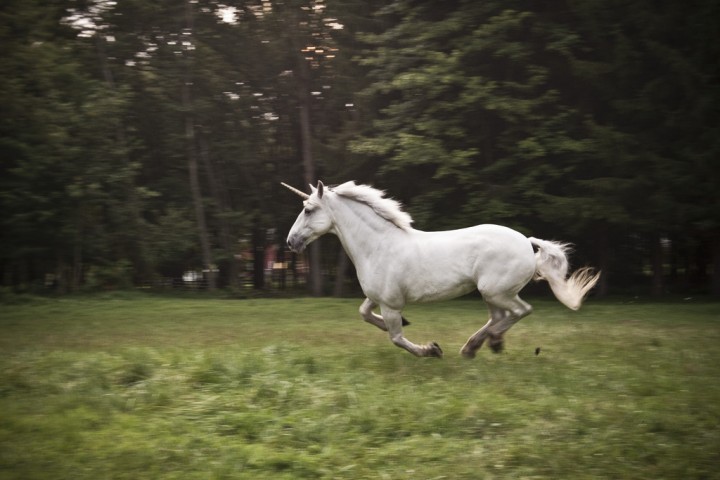 unicorn