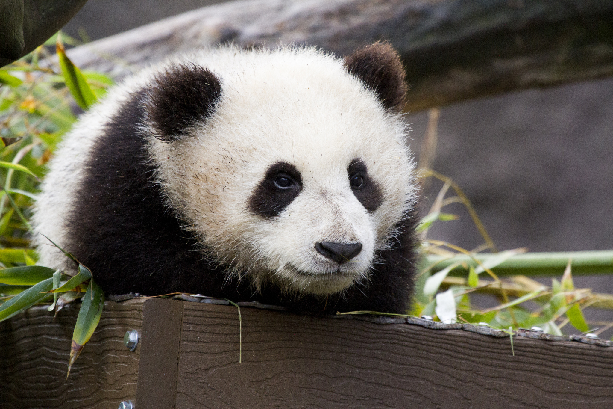 Foodpanda continues Indonesian domination with launch in Surabaya this January