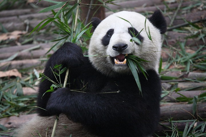 Rocket Internet's Foodpanda