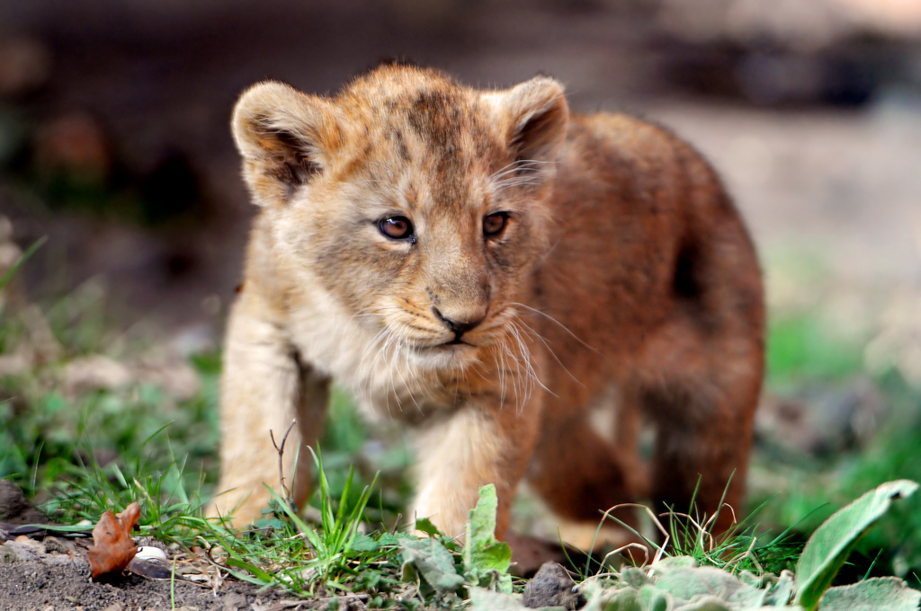 cub