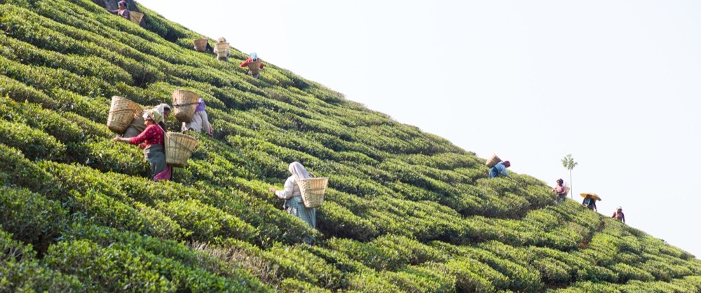 Teabox online store
