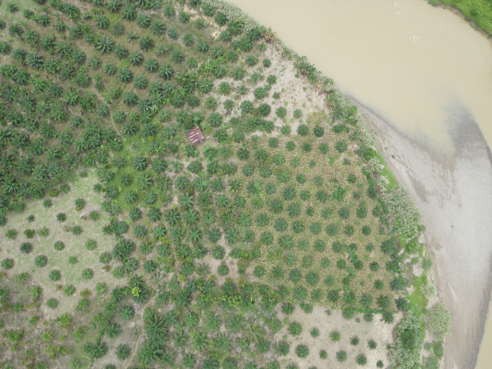 plantation_terralogiq