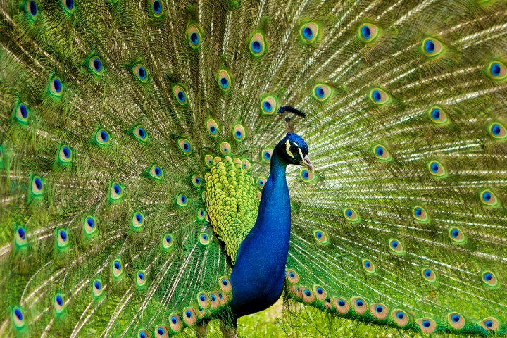 peacock