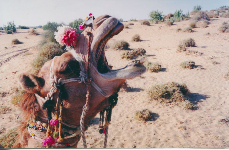 desert3