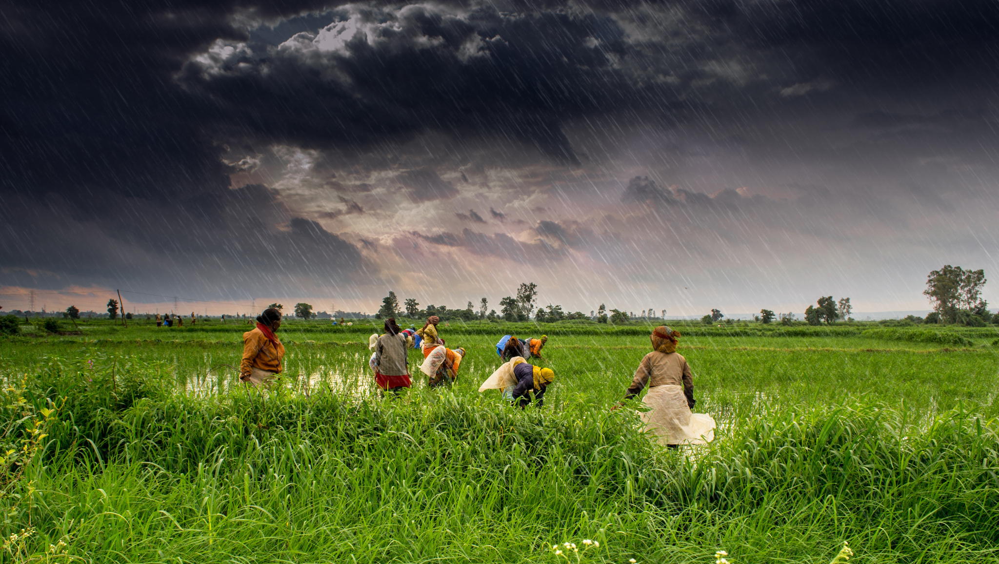 Agriculture India
