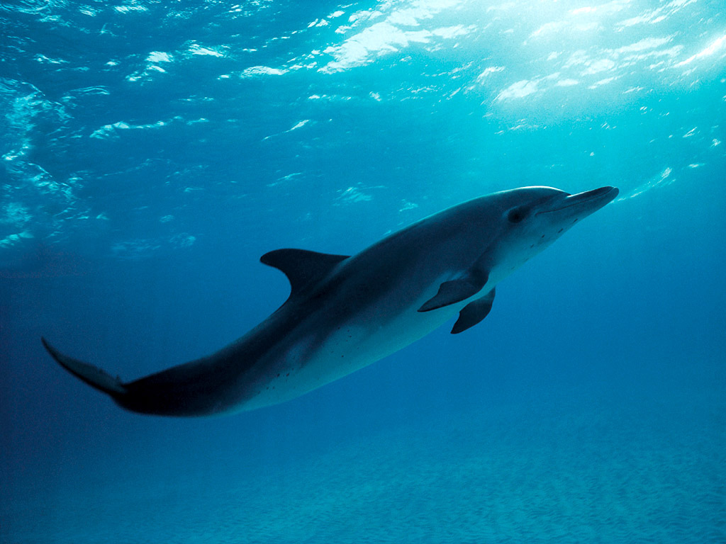 Plunge Free Dive game, raising awareness of Maui's dolphins