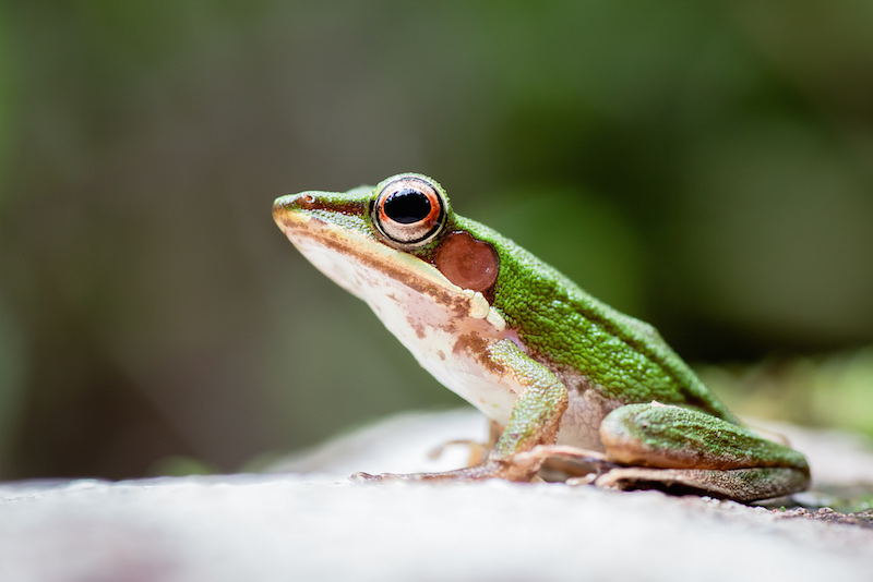 SME-leapfrog-indonesia