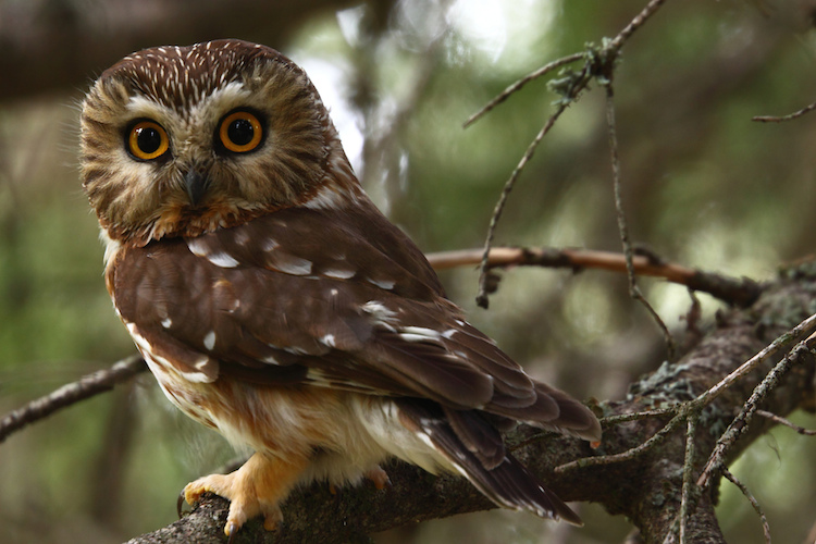Tiny Owl