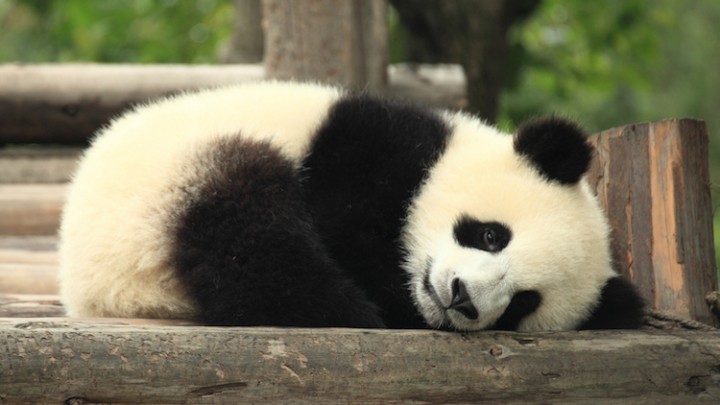 Photo credit: George Lu.