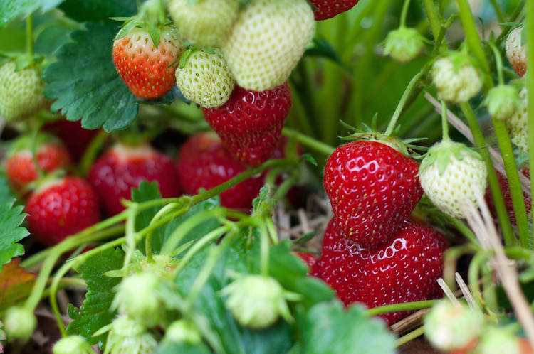 greenopia strawberry