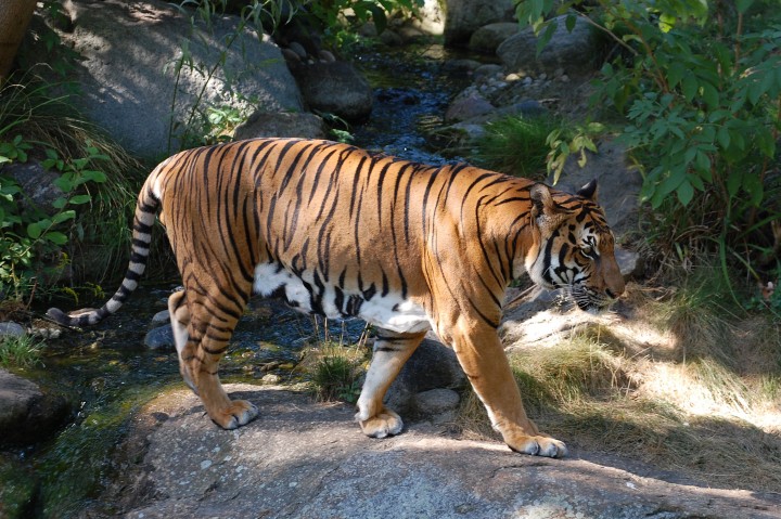 Panthera_tigris_corbetti_090901-wikipedia