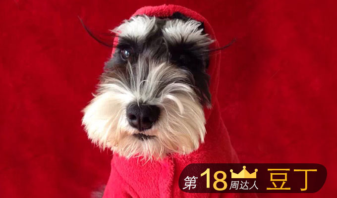 Chinese social network for pets raises $6M funding, reports 5M furry users