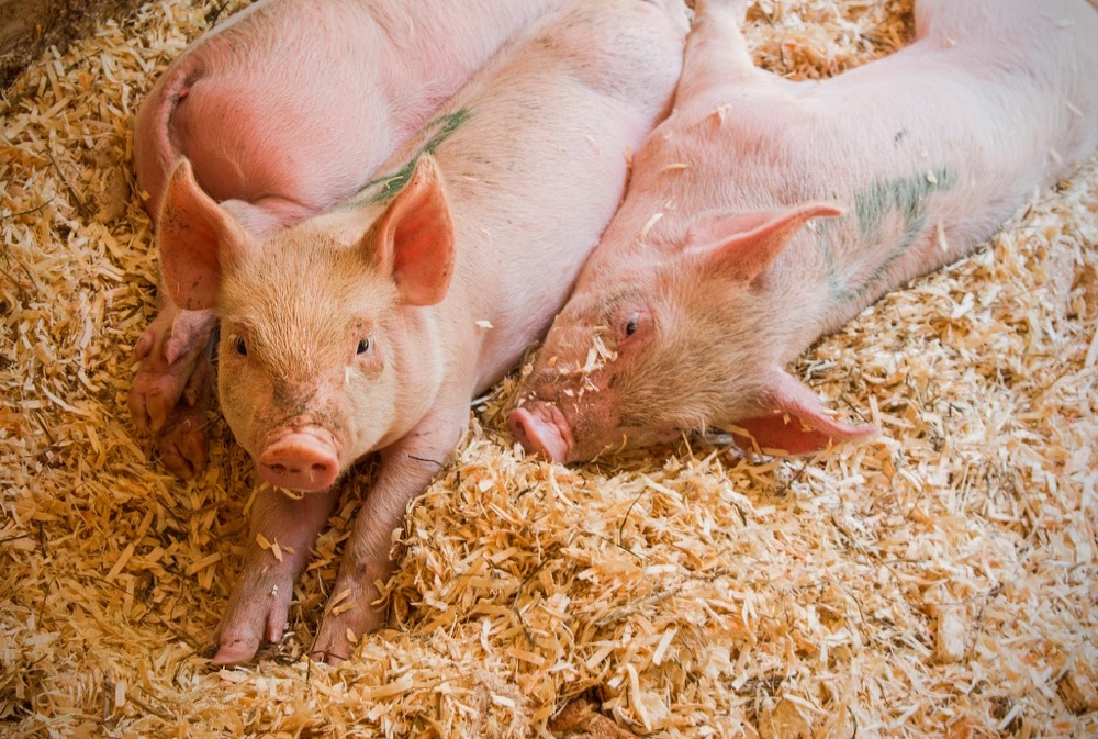 Aidmics - This smart gadget is helping farmers analyze pig sperm. Yours could be next