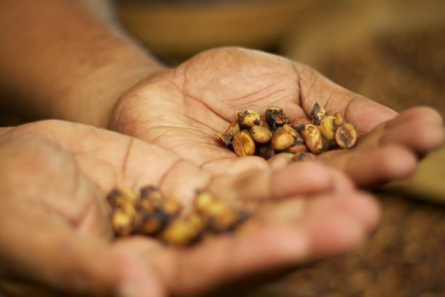 coffee-agritech-indonesia