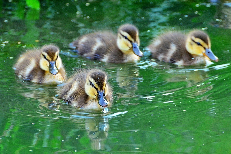 duck