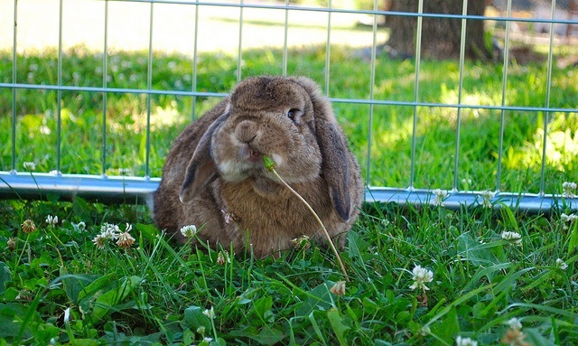 Rabbit nibbling