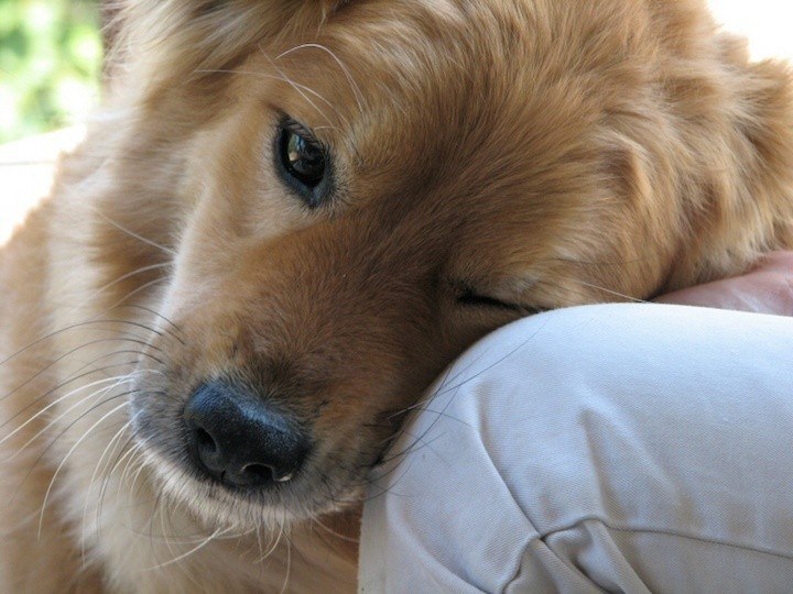 pet-dog