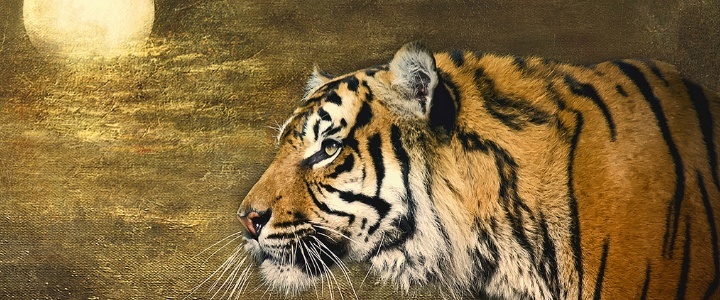The startup landscapes of the four Asian tigers