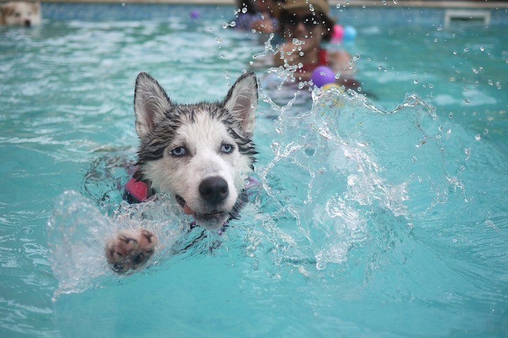 gamatics-pets-dogs-swimming