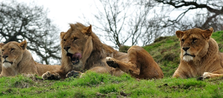 lions-startups