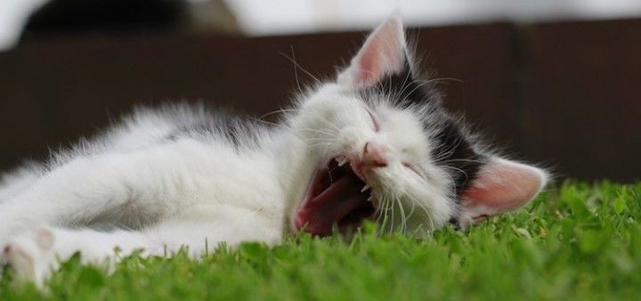 tired-cat-niki-chatbot-india