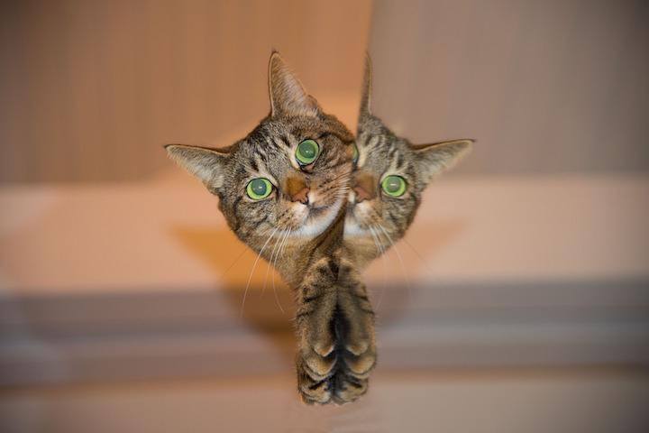 woofyz-pets-cat