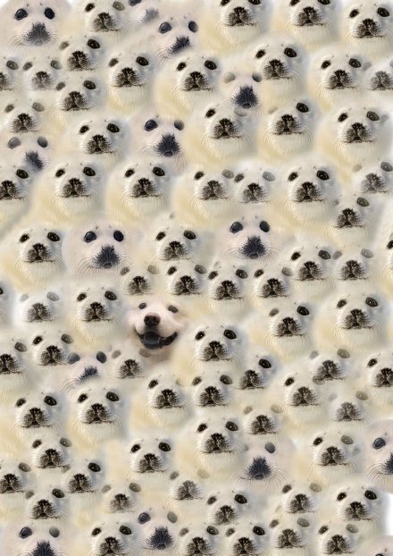 This dog collage by @回忆专用小马甲 has more than 24,000 likes