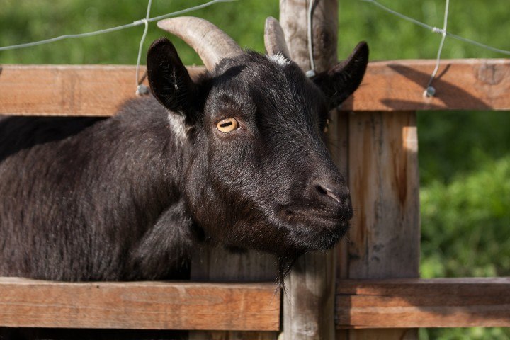 Find out how much your goat is worth in Afghanistan