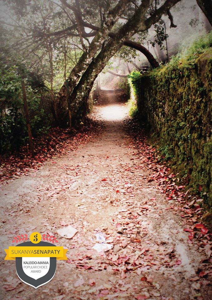 nature, trail
