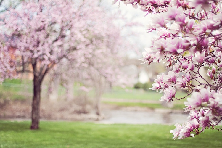 spring-blossoms-haikuJAM-poetry-app