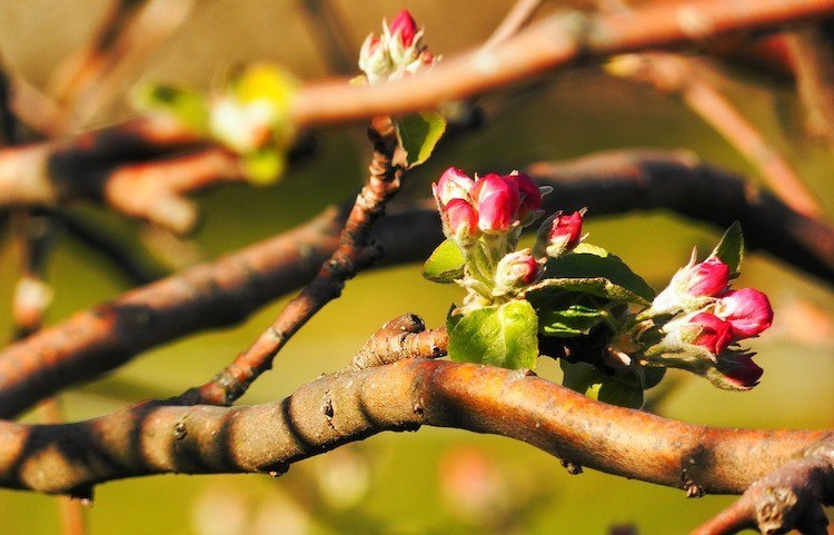 buds-idea-before-its-time