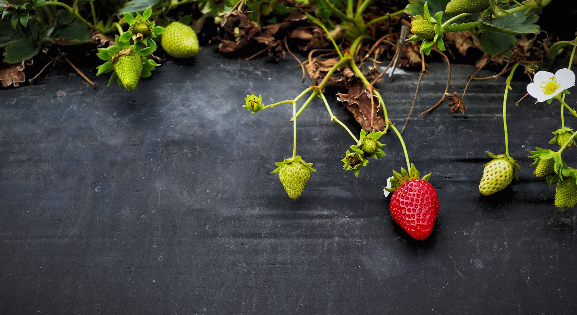 How should you choose your first few customers?