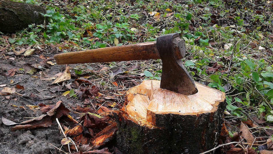 bangalore-india-tree-stump
