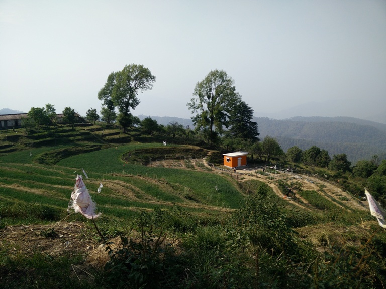 wheat fields on step farms on our way to Mukteshwar. Photo credit: Paloma Ganguly.