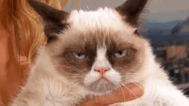 Grumpy-cat