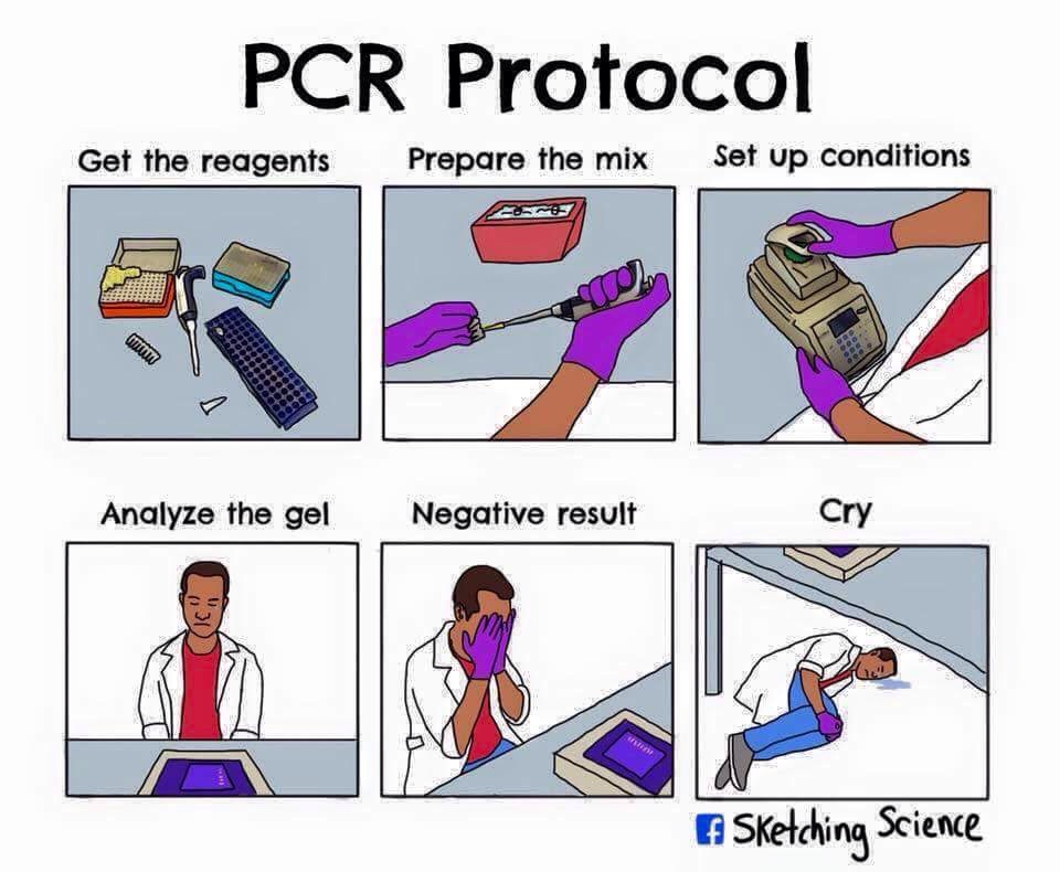 Ακυροκατάσταση - Σελίδα 10 PCR-Protocol