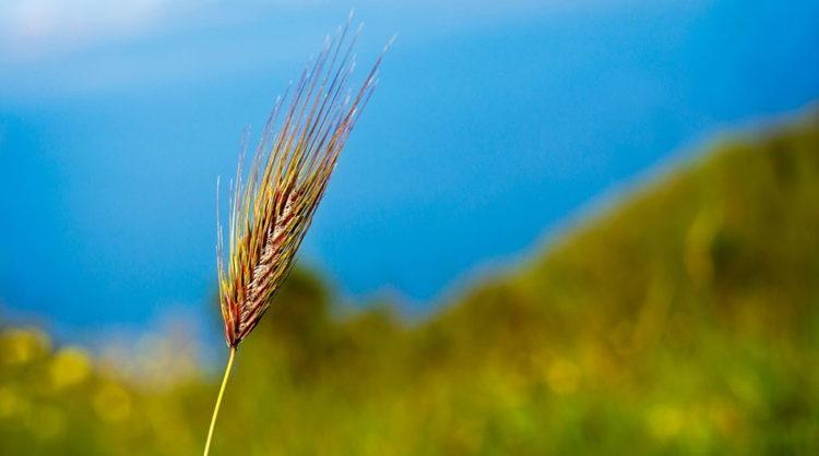 Wheat