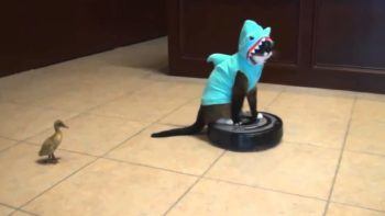 Because watching cats in shark costumes sit on a Rhoomba while a duckling chases it around is more fun than watching an ad.