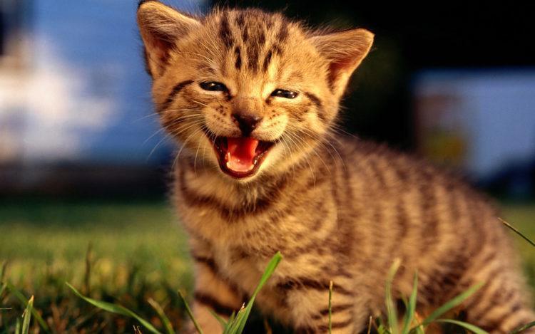 happy, cat, fun, smile