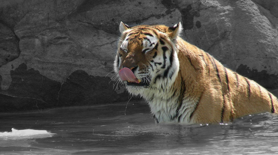 tiger global tighening reins on flipkart